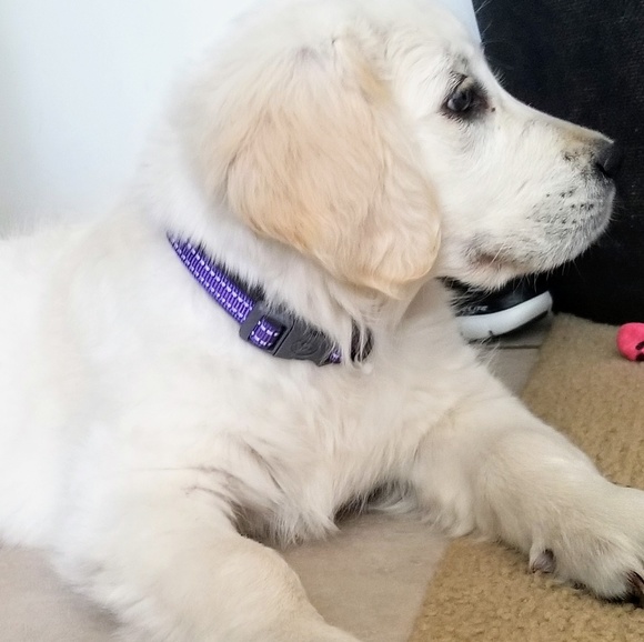 Meet your Posher, Kimberly - Picture 6 of 7